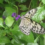 The Butterfly Place