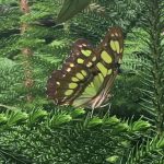 The Butterfly Place