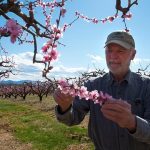 Henley's Orchards
