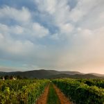 Afton Mountain Vineyards