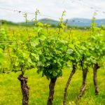 Afton Mountain Vineyards