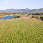 Afton Mountain Vineyards