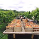 Henley's Orchard