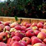 Henley's Orchard