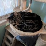 Cat Nap Coffee Roasting Cafe