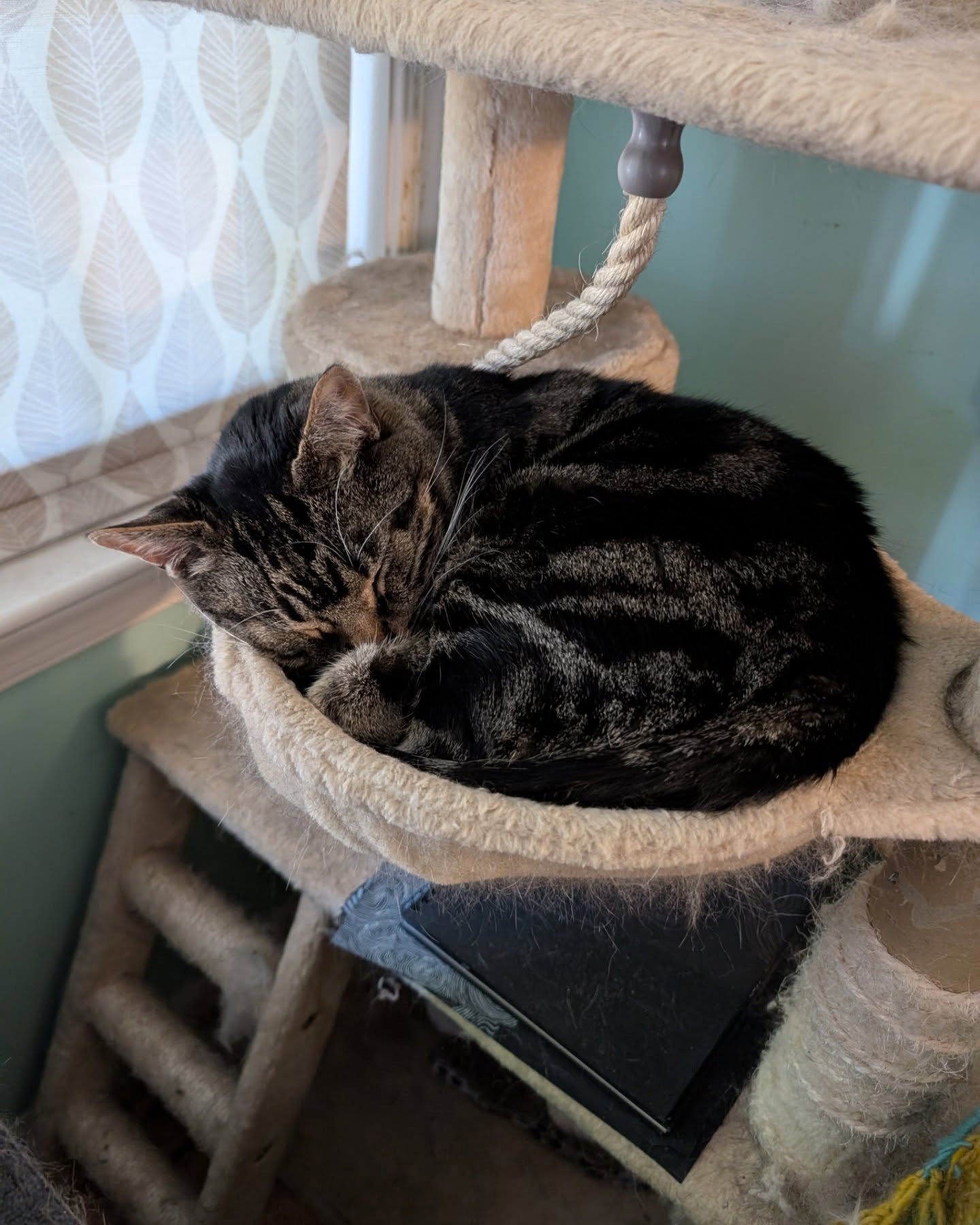 Cat Nap Coffee Roasting Cafe