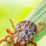 Maine Tick & Mosquito Control