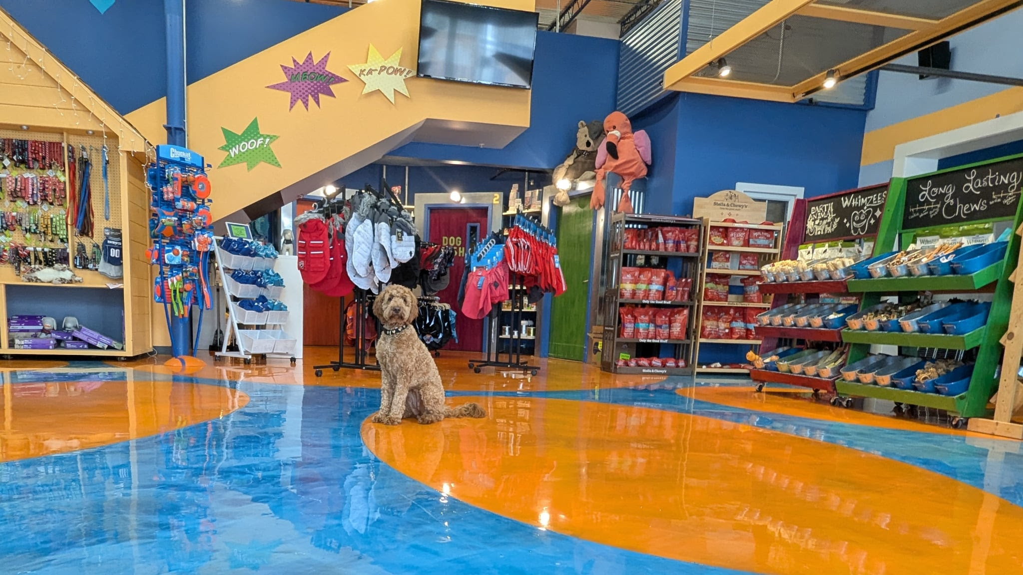 Super Dogs & Cats