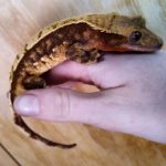 Tropical Island Pets