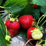 Beggs Berry World and Farm Market