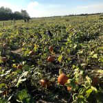 Beggs Berry World and Farm Market