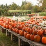 Pumpkin Hollow Day Time Pack..