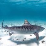 Cape Dive & Travel