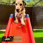 All 4 Paws Motel & Spa