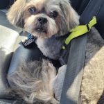 Doggy Adventures