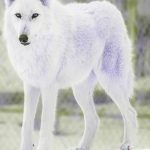 Zoo New York.