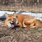 Zoo New York.