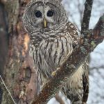 Zoo New York.