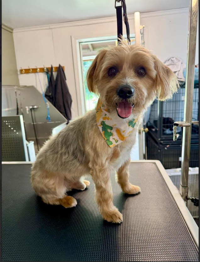 Blanche & Oliver's Pet Services