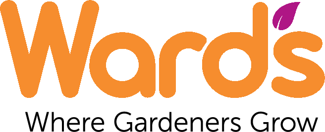 Café Mio